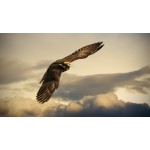 Честные отзывы о Кондор Про