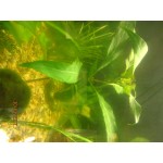 Честные отзывы о Интернет-магазин товаров по аквариумистике