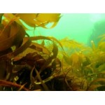 Честные отзывы о Ламинария