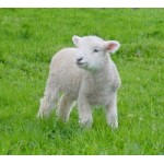 Честные отзывы о овечьяшерсть.рф