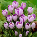 Честные отзывы о Наш-Дворик.рф