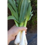 Честные отзывы о Лук чеснок Рокамболь