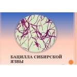 Честные отзывы о Сибирская язва