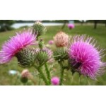 Честные отзывы о Расторопша