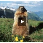 Честные отзывы о День сурка