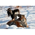 Честные отзывы о Тигр Амур и козел Тимур