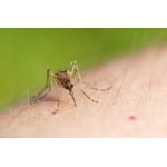 Честные отзывы о Вирус Зика