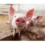 Честные отзывы о Свинокомплекс Тарбаево