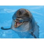 Честные отзывы о Утришский дельфинарий