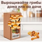 Честные отзывы о Домашняя грибница "Опята"