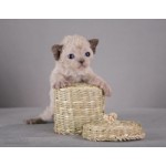 Честные отзывы о Питомник Нефертити