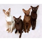 Честные отзывы о Питомник ориентальных кошек Altfaizer , заводчик Алиса Альтфайзер