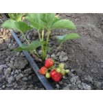 Честные отзывы о Капельная лента T-Tape